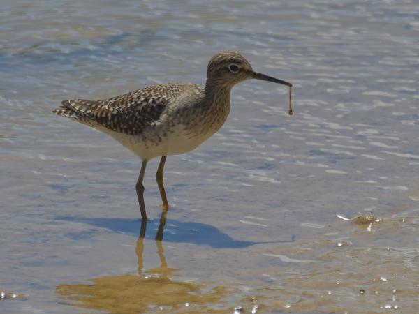 <h3><a href="/trips/ebro/biota/animalia/chordata/aves/024 charadriiformes/015 scolopacidae/tringa nebularia/tringa nebularia-nl.html">Tringa&nbsp;nebularia</a> / Common&nbsp;greenshank / Groenpootruiter</h3>OM-1 Mark II met M.300mm F4.0 + MC-14, 1/2000 sec  bij F5.6, ISO 320, afstand 24.9&nbsp;m